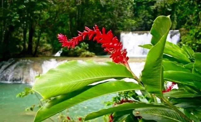 Apartment Idyllic Beachfront Condo Ocho Rios
